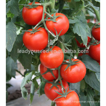 AT491 Yama high production indeterminate tomato seeds prices